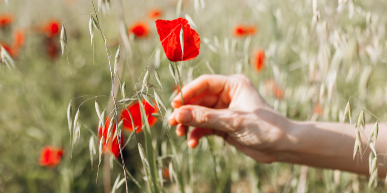 A woman's hand picking a red wild flower.