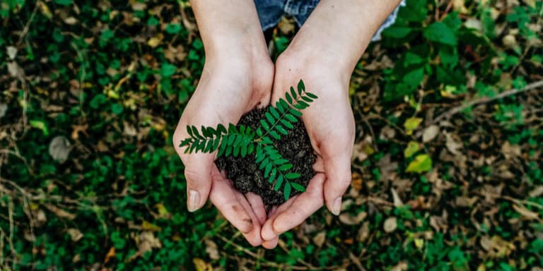 A woman’s hands gently holding a tree seedling over fertile ground.