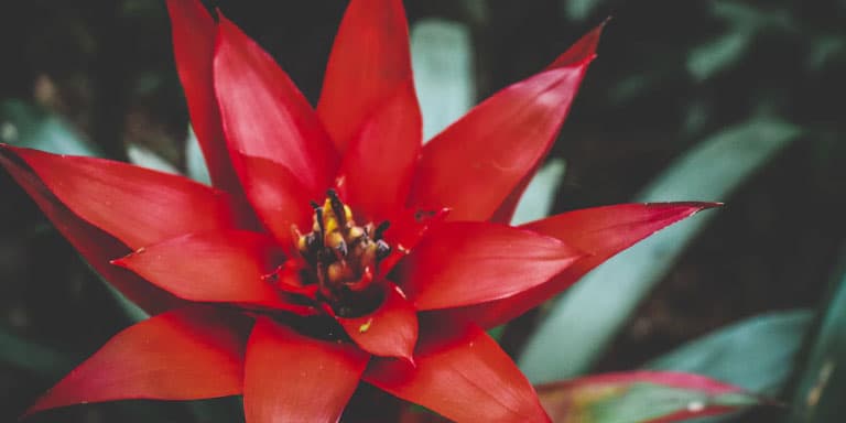 Beautiful, red, air-purifying bromeliad plant with greenery.