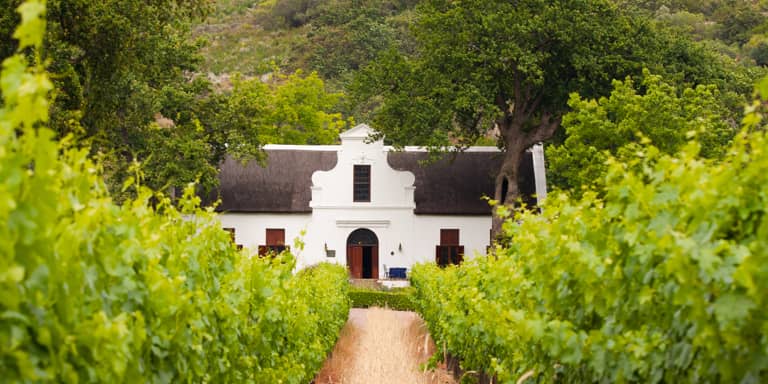White Cape Dutch house in a vineyard on a colonial-style farm in the Cape wine-lands area.